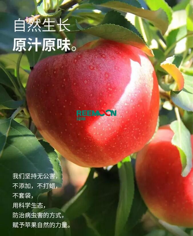 昭通蘋果：依靠短根莖種植和數(shù)字分揀技術帶動蘋果產(chǎn)業(yè)標準化在推動蘋果產(chǎn)業(yè)發(fā)展的過程中，昭通始終把加強企業(yè)領導力作為一個有力的切入點。為此，引進陜西海生、SDIC中路、一寶、華師天農(nóng)等30多家企業(yè)，打造冷鏈物流市場，對蘋果進行深加工，建立物聯(lián)網(wǎng)和大數(shù)據(jù)聯(lián)合應用平臺，追蹤蘋果生產(chǎn)全過程。已成為華南地區(qū)最