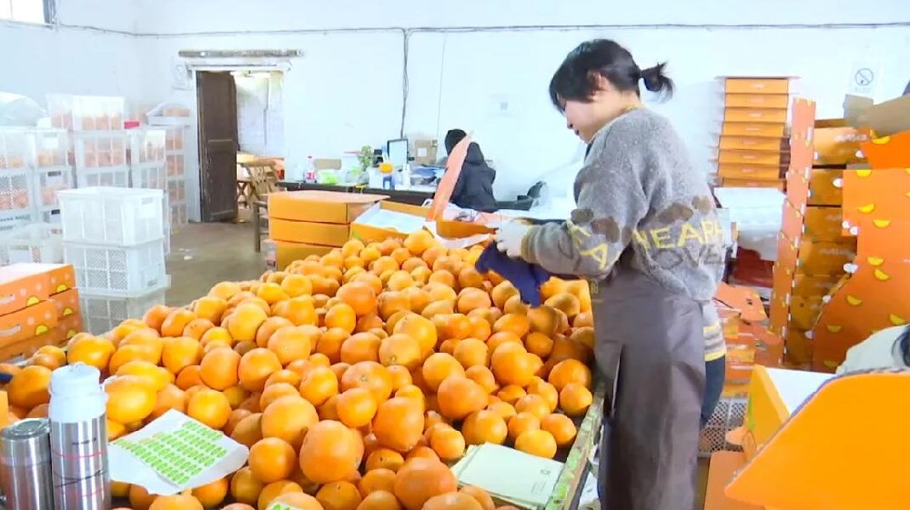 水果分選，提高效益！浙江溫嶺建成首條水果無損檢測分級(jí)流水線 眼下正是柑橘名果“紅美人”大批量上市期。這幾日，東浦農(nóng)業(yè)開發(fā)有限公司東浦現(xiàn)代農(nóng)業(yè)產(chǎn)品中心正在調(diào)試我市首條水果無損檢測分級(jí)流水線。該流水線不僅能區(qū)分果實(shí)大小、輕重，還能通過激光、紅外光譜，分辨出果實(shí)有無擦傷等瑕疵