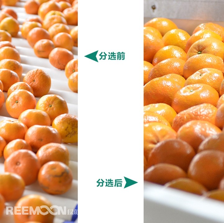 桂林興安引入綠萌沃柑智能分選線，給沃柑“做CT”，實現(xiàn)自動化、智能化分揀，讓效率翻一番、效益翻一番。嚴格把控沃柑品質，持續(xù)為消費者輸送質量穩(wěn)定的成品。
