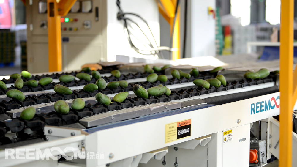 據ASIAFRUIT亞洲水果報道，貴妃芒本季有望迎來日本市場的開放。眾所周知，水果出口的門檻更高。人工分揀充滿主觀性和不確定性，靠人工分揀無法滿足出口的標準，一臺能夠準確檢測水果各項指標的分選機對于出口水果的檢測顯得尤為重要。綠萌（REEMOON ）創(chuàng)立于2001年，依托于中國科學院及華中農業(yè)大學，專注