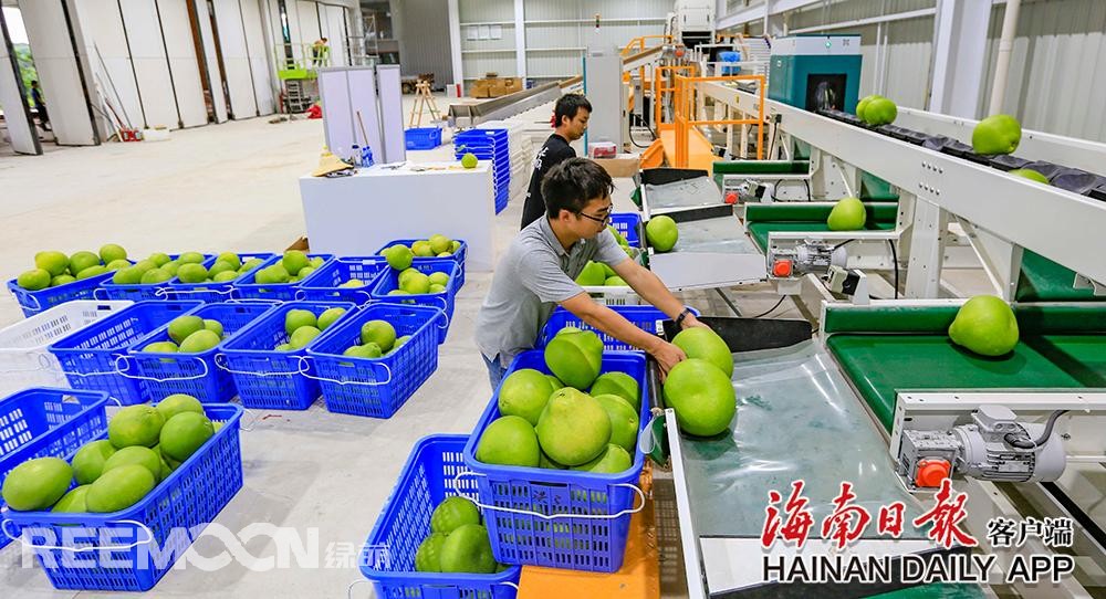 據(jù)海南日?qǐng)?bào)客戶端｜記者陳元才通訊員王家專 攝影報(bào)道 視頻剪輯 吳文惠在澄邁山口青柚基地，工作人員正在護(hù)理枝頭上的柚子，該基地的柚子即將上市。海南日?qǐng)?bào)記者 陳元才 攝8月13日，在澄邁山口青柚基地和“柚子夫婦”青柚基地，工作人員有的采摘青柚果打包上市，有的忙著護(hù)理枝頭上的柚子，為上市做準(zhǔn)備，忙得不亦樂乎