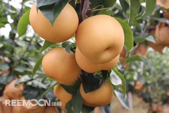 蘋果和梨作為我國的傳統(tǒng)水果，其種植面積一直很大，前者產(chǎn)量為4000多萬噸，后者產(chǎn)量近2000萬噸。只不過近年來它們的命運(yùn)并不是太好，價(jià)格迎來了持續(xù)低迷。就拿蘋果來說，今年年初至今一直低迷不振，庫存蘋果5月份時(shí)已跌至5毛左右，6月份時(shí)跌到2-3毛一斤，8月份時(shí)更是以1-2毛賤價(jià)賣給榨汁廠。而受庫存蘋果的爛市，早熟蘋果價(jià)