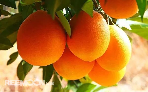 定了！定了！定了！2021年贛南臍橙開摘時(shí)間確定11月1日贛南臍橙正式開摘！!10月9日，小編從贛州市贛南臍橙協(xié)會(huì)五屆二次理事會(huì)上獲悉，根據(jù)贛州市果業(yè)發(fā)展中心對(duì)全市贛南臍橙采樣檢測結(jié)果以及氣象部門氣候預(yù)測等因素的綜合分析，經(jīng)充分討論并表決通過，確定2021年贛南臍橙開始采摘時(shí)間為11月1日。想念了一年的贛