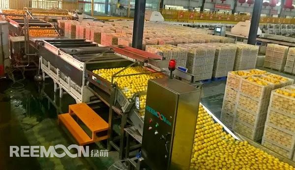 新一季的檸檬于九月中旬上市，采摘季將持續(xù)到十二月底結(jié)束。今年檸檬的品質(zhì)比往年更好，但產(chǎn)量較降低了近40%。王國龍是重慶匯達(dá)檸檬科技集團(tuán)有限公司的銷售經(jīng)理，他首先介紹了產(chǎn)地方面的情況，“一方面，受低溫霜凍和春旱天氣影響，部分果樹被凍。另一方面，疫情之下，一些基地的管理水平跟不上，這也導(dǎo)致本季產(chǎn)量有所降低。