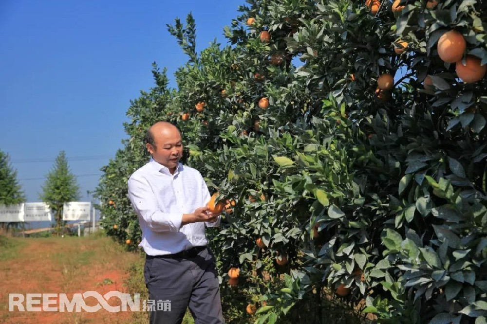 江西綠萌科技控股有限公司董事長朱壹我是第3次造訪綠萌位于江西省信豐縣大阿鎮(zhèn)的現(xiàn)代農業(yè)科技示范基地。與前幾次來的時間不同，這趟過來恰逢果實成熟期。我們品嘗了幾個品種，口感都非常好。尤其是我最愛的“雞尾葡萄柚”，糖度普遍在13%以上，風味令人記憶深刻?！艾F(xiàn)在除了臍橙和‘雞尾葡萄柚’，還有其他適合的品種