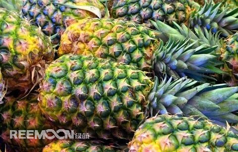 即將到來的3-5月是菠蘿大量成熟的季節(jié)，但是本月中旬已有幾十家采購商應邀前往徐聞考察，帶動起一波菠蘿采購潮。2月12日，徐聞縣向全球采購商發(fā)出《來自“菠蘿的?！钡男拧芬l(fā)熱烈反響。十多家境內外媒體紛紛轉發(fā)點贊，不少外地采購商“搶鮮”登門。短短3天時間，已經有來自遼寧、山東、山西、陜西、四川、河南、上海等地的