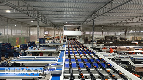 秋意漸濃, 橘香四溢。秘魯最大的冷庫制造商Friopacking投資新建的加工廠里熱鬧不凡，綠萌Fruscan S7柑橘分選設備正火力全開。據(jù)悉，F(xiàn)riopacking投資的公司Packing del Carmen主要加工柑橘和牛油果。與綠萌的結(jié)緣也是得益于南非與智利客戶的大力推薦。在經(jīng)過與多家分選設備生產(chǎn)商比對以及與綠萌工程師溝通后，Packing del Ca