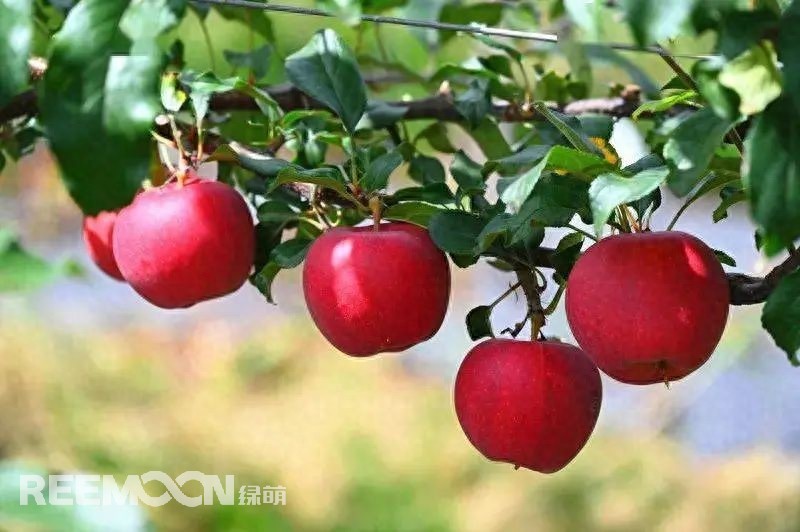 中國(guó)是世界上最大的蘋果生產(chǎn)國(guó)，也是全球最大的蘋果消費(fèi)國(guó)。每年的7-9月是蘋果大量采摘上市的季節(jié)，蘋果產(chǎn)地分布范圍廣，河北、山東、陜西、山西、甘肅、新疆等地區(qū)均大量種植，年產(chǎn)量超過(guò)4000萬(wàn)噸。中國(guó)的蘋果產(chǎn)業(yè)鏈較為完整，涵蓋了種植、采摘、分選、包裝、加工和銷售等環(huán)節(jié)。蘋果采后分選實(shí)現(xiàn)了蘋果品質(zhì)標(biāo)準(zhǔn)化處理，提高