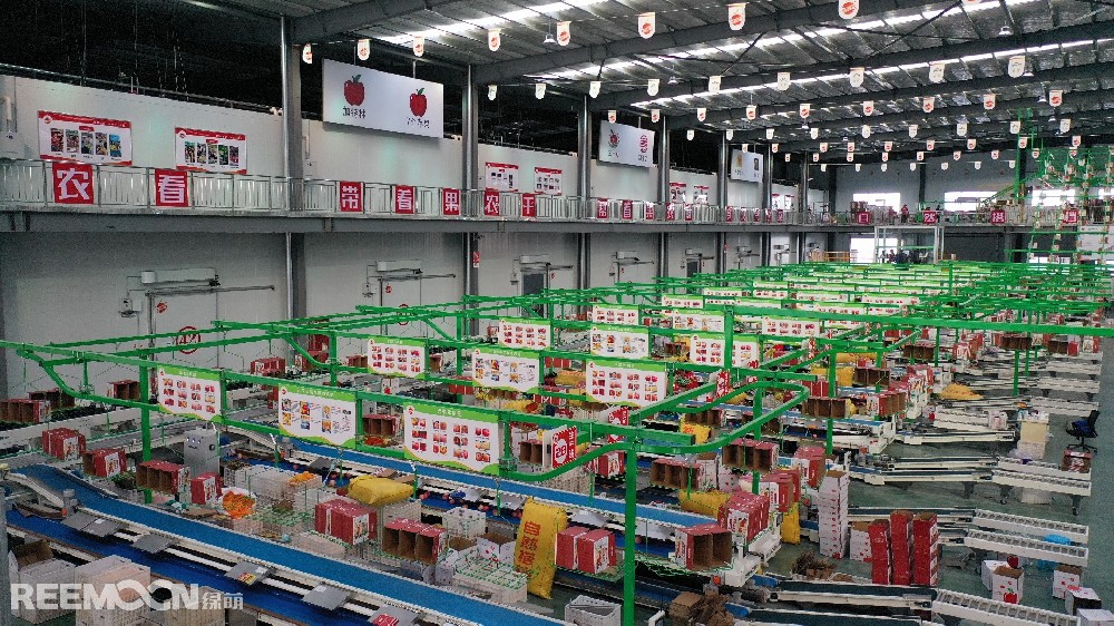 6月11日，走進洛川縣蘋果現(xiàn)代產(chǎn)業(yè)園區(qū)，在延安自然搭檔農(nóng)業(yè)發(fā)展有限公司智能分選車間，機械轟鳴，人頭攢動，幾十名工人有條不紊地在分選線上忙碌著。一個個色澤紅潤、大小勻稱的蘋果，正通過圓形硅膠托盤運上智能選果線，經(jīng)過檢測通道依次歸位，按照重量、甜度等被分成數(shù)個等級。工人們麻利地把分級后蘋果擺放至果箱內(nèi)，進行