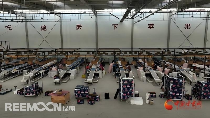 “這個綠萌‘呵福式’智能四通道一體自動化分揀包裝生產(chǎn)線剛安裝上就投入使用，高效便捷。幫我們完成對尼泊爾出口的300噸蘋果分揀包裝?！膘o寧蘋果產(chǎn)地冷鏈物流園運營團隊負責人孫杰錕在剛剛建成投入使用的分選車間邊忙向記者解說?！澳壳熬头謷囬g創(chuàng)造就業(yè)崗位三百多個，其中包裝工約300人、檢果工50人、裝卸工20人，為周